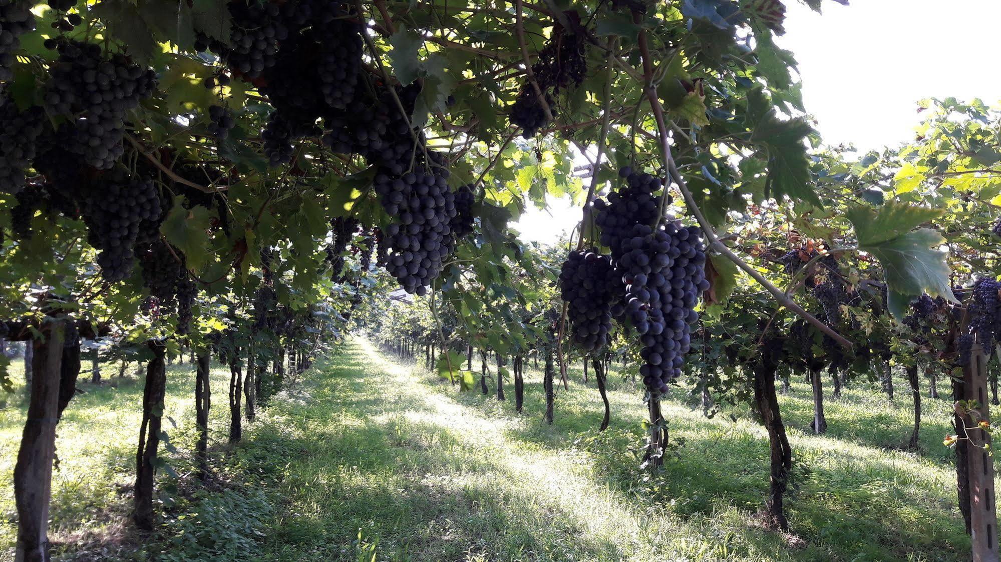Agriturismo Camparella Пастренґо Екстер'єр фото